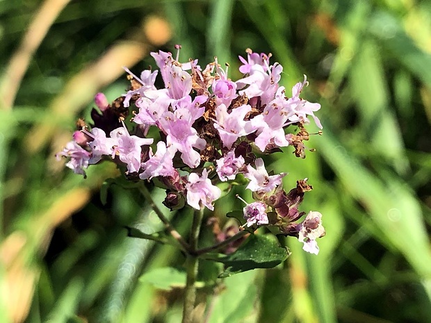 pamajorán obyčajný Origanum vulgare L.