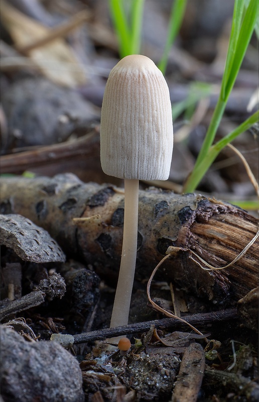 hnojník sivejúci Parasola lactea (A.H. Sm.) Redhead, Vilgalys & Hopple