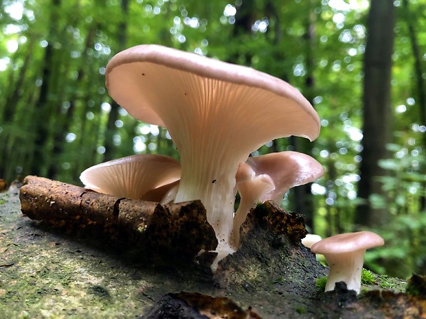 hliva Pleurotus sp.