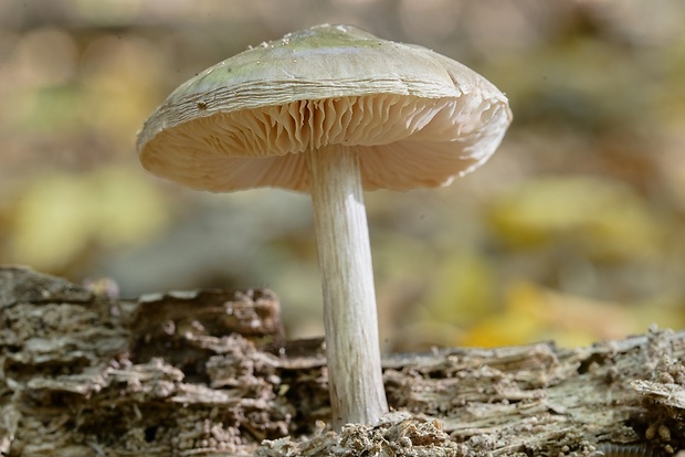 štítovka jelenia Pluteus cervinus (Schaeff.) P. Kumm.