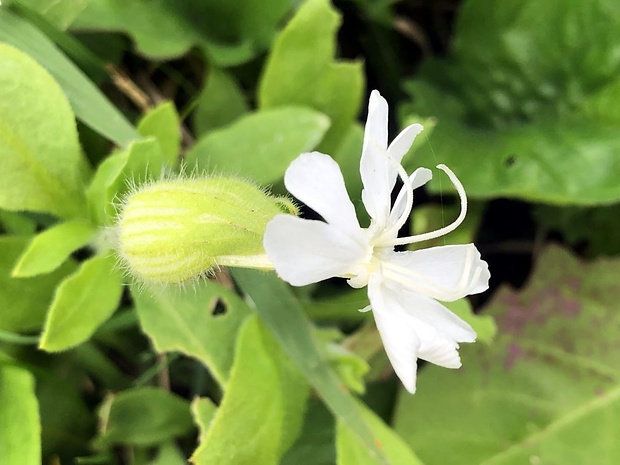 silenka biela pravá Silene latifolia subsp. alba (Mill.) Greuter et Burdet