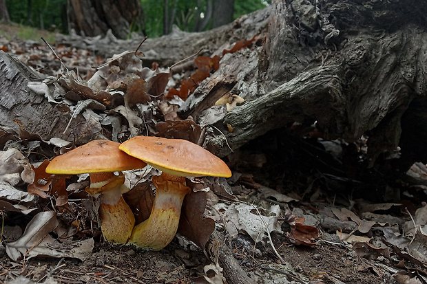 masliak smrekovcový Suillus grevillei (Klotzsch) Singer