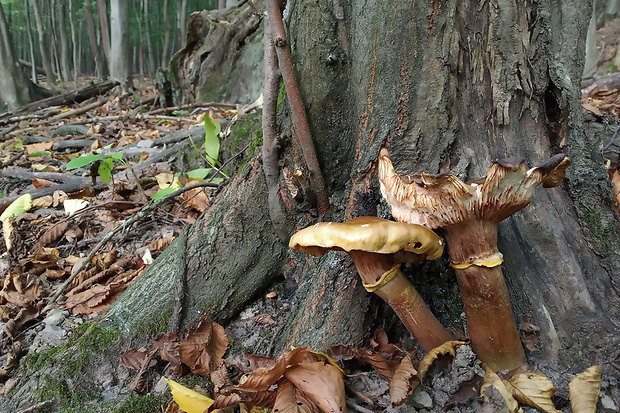 podpňovka Armillaria sp.