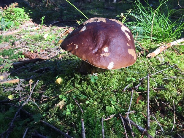 hríb smrekový Boletus edulis Bull.