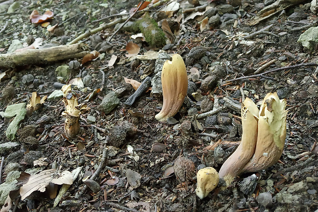 kyjak obrovský Clavariadelphus pistillaris (Fr.) Donk