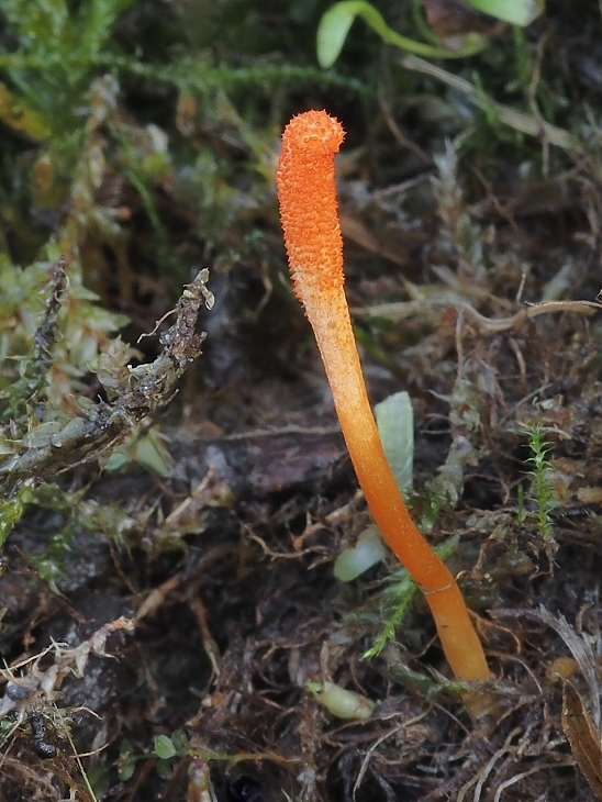 žezlovka hmyzová Cordyceps militaris (Fr.) Link