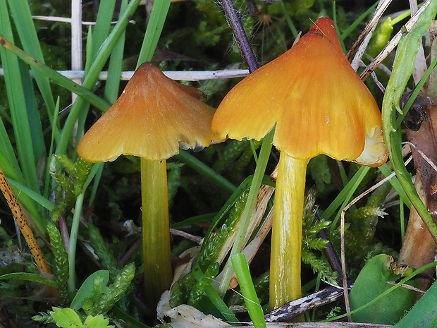 lúčnica kužeľovitá Hygrocybe conica (Schaeff.) P. Kumm.