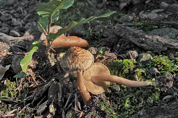 vláknica Inocybe sp.