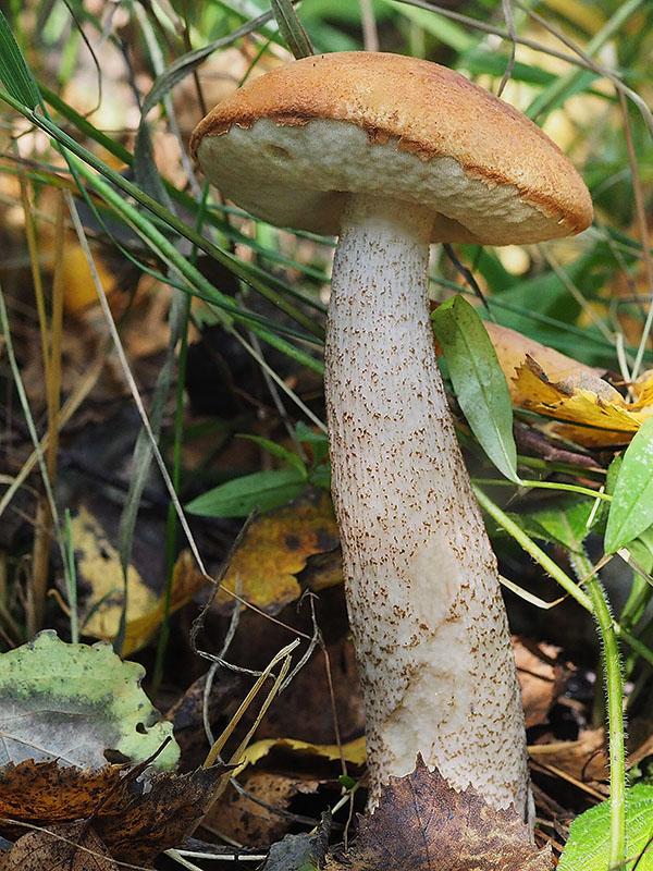 kozák dubový Leccinum aurantiacum (Bull.) Gray