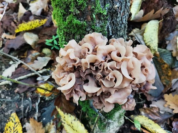 rôsolovka Phaeotremella frondosa (Fr.) Spirin & V. Malysheva