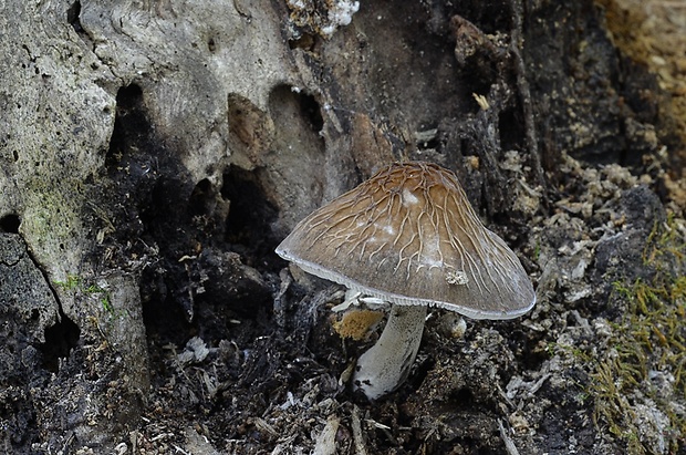 štítovka sivá Pluteus thomsonii (Berk. & Broome) Dennis