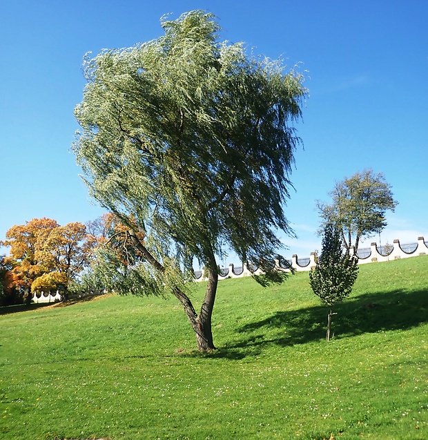 vŕba Salix x chlorophana Andersson