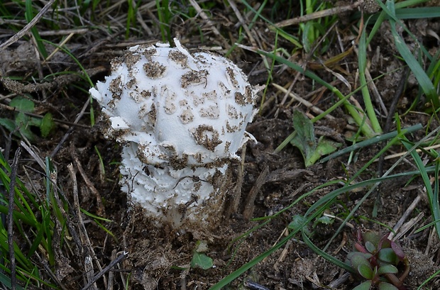 muchotrávka Vittadiniho Saproamanita vittadinii (Moretti) Redhead, Vizzini, Drehmel & Contu