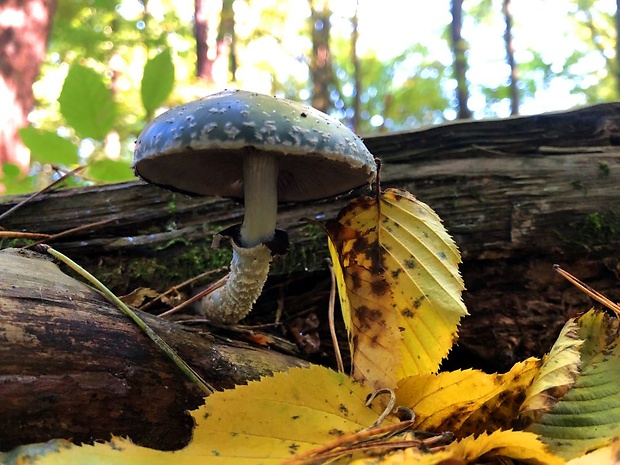 golierovka zelenkastá Stropharia aeruginosa (Curtis) Quél.