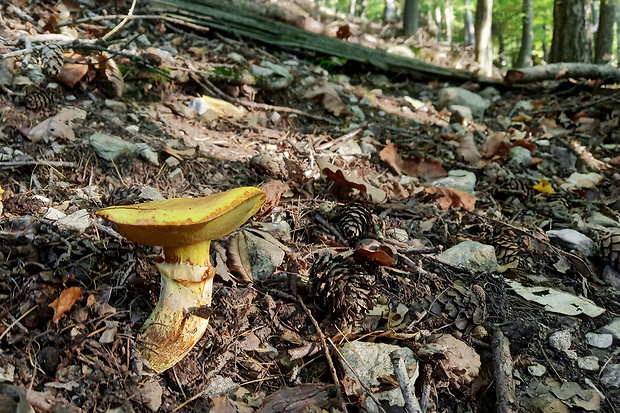 masliak smrekovcový Suillus grevillei (Klotzsch) Singer