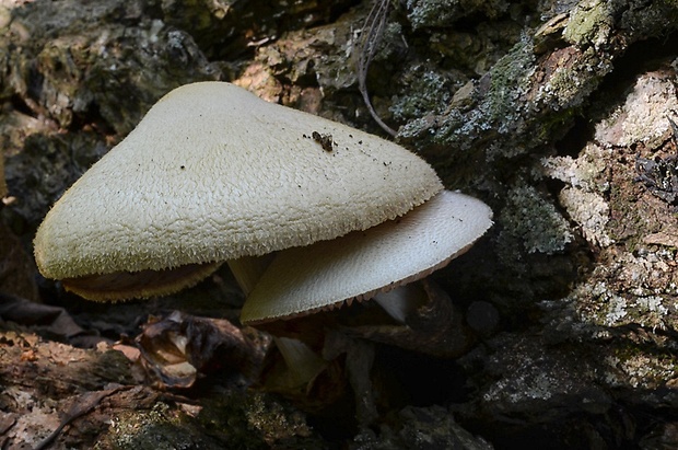 pošvovec stromový Volvariella bombycina (Schaeff.) Singer