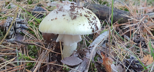 muchotrávka zelená Amanita phalloides (Vaill. ex Fr.) Link