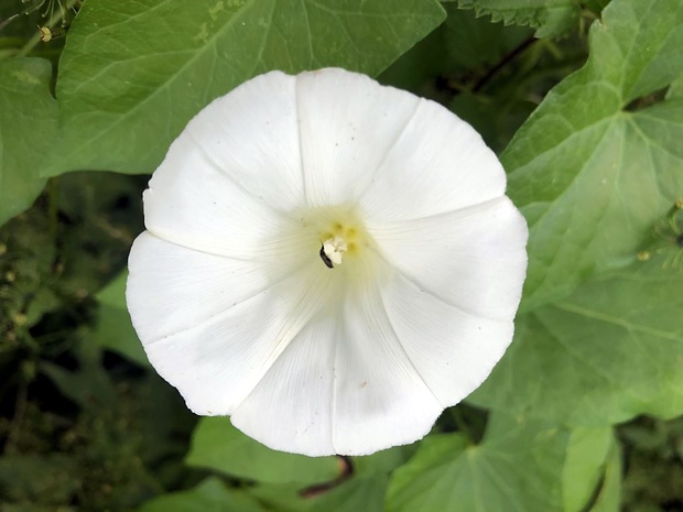 povoja plotná Calystegia sepium (L.) R. Br.