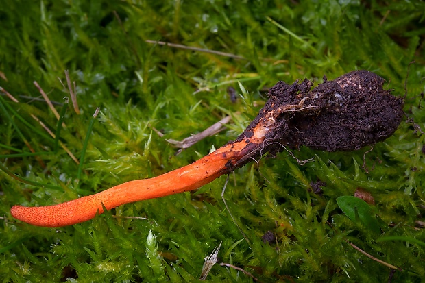 žezlovka hmyzová  - s hostiteľom Cordyceps militaris (Fr.) Link