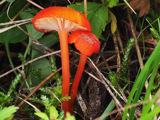 lúčnica kuriatkovitá Hygrocybe lepida Arnolds