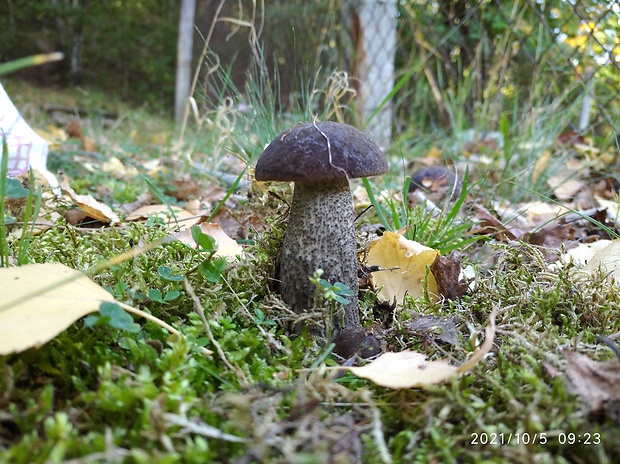 kozák čierny Leccinum melaneum (Smotl.) Pilát & Dermek