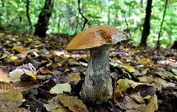 kozák žltooranžový Leccinum versipelle (Fr. & Hök) Snell