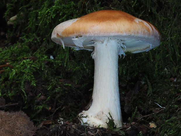 bielopavučinovec hľuznatý Leucocortinarius bulbiger (Alb. & Schwein.) Singer