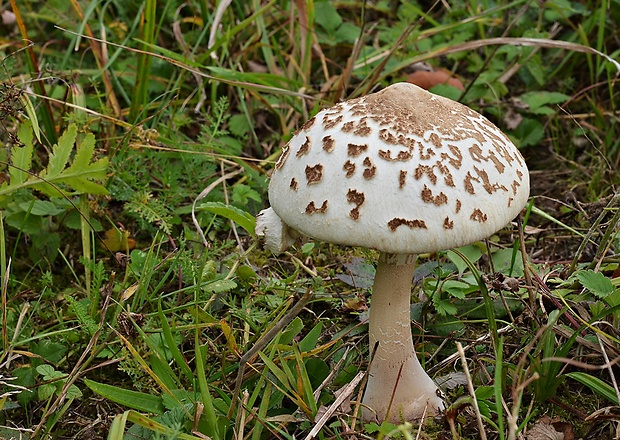 bedľa štíhla Macrolepiota mastoidea (Fr.) Singer