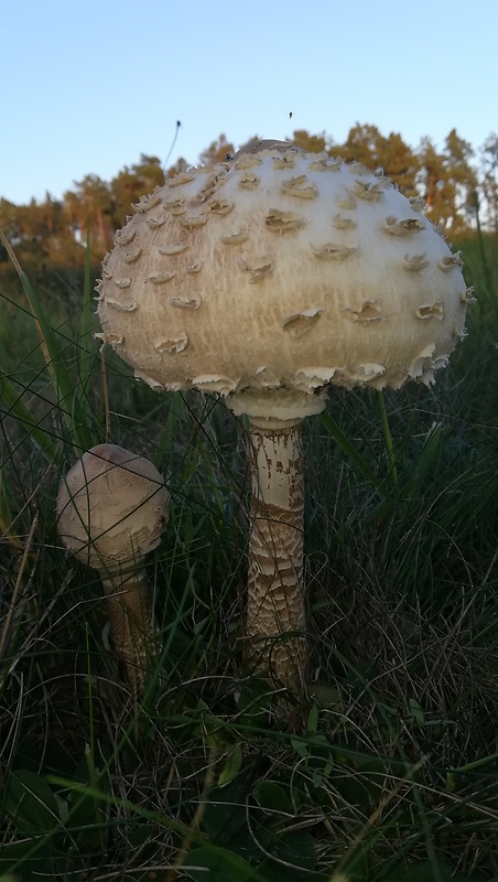 bedľa vysoká Macrolepiota procera (Scop.) Singer