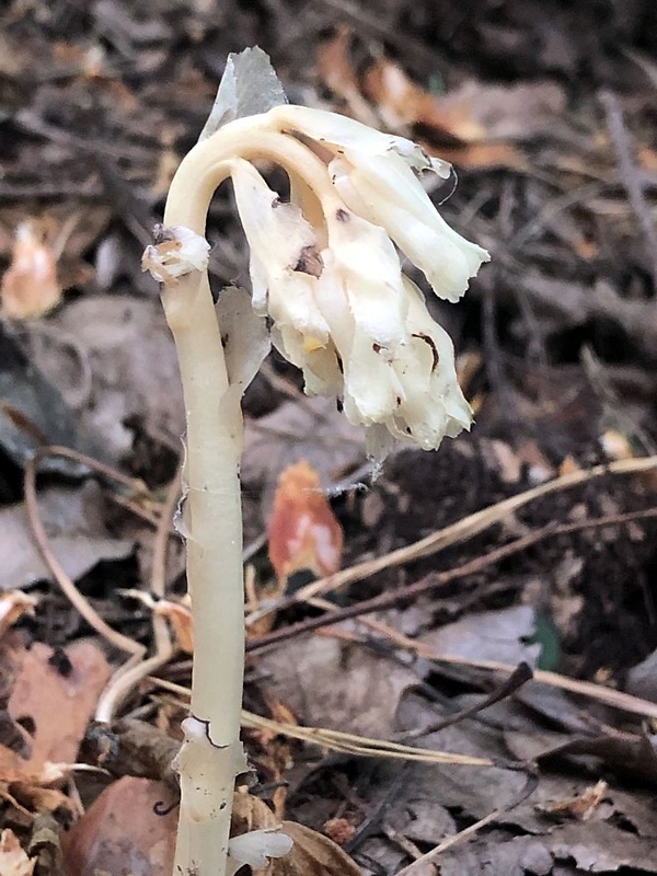 hniliak smrekový Monotropa hypopitys L.