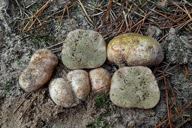 koreňovec Rhizopogon sp.