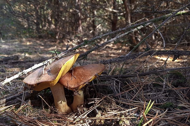 masliak obyčajný Suillus luteus (L.) Roussel