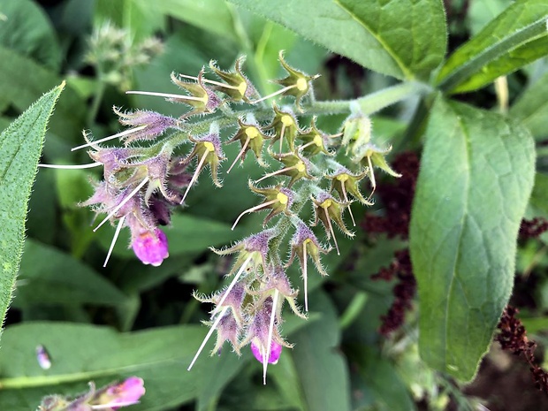 kostihoj lekársky Symphytum officinale L.