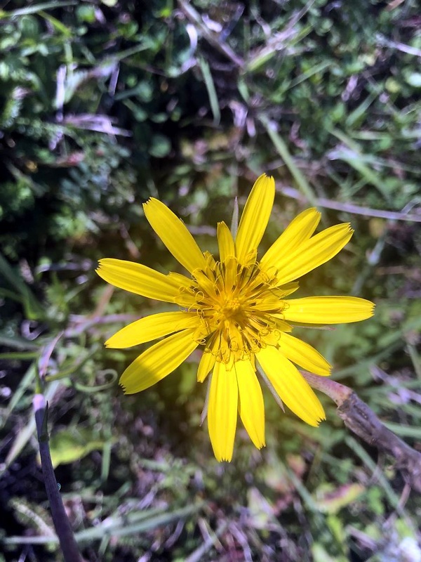 kozobrada lúčna Tragopogon pratensis L.