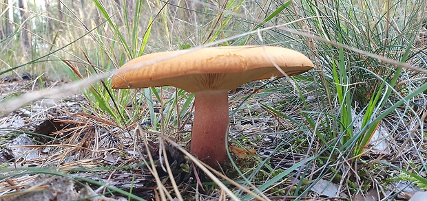 čírovec červenožltý Tricholomopsis rutilans (Schaeff.) Singer