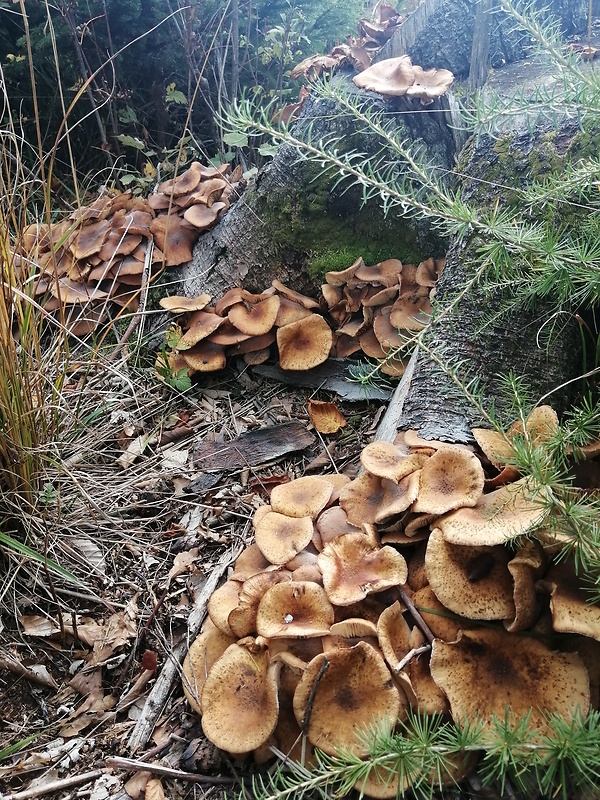 podpňovka Armillaria sp.