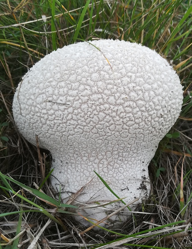 rozpadavec dlabaný Lycoperdon utriforme Bull.