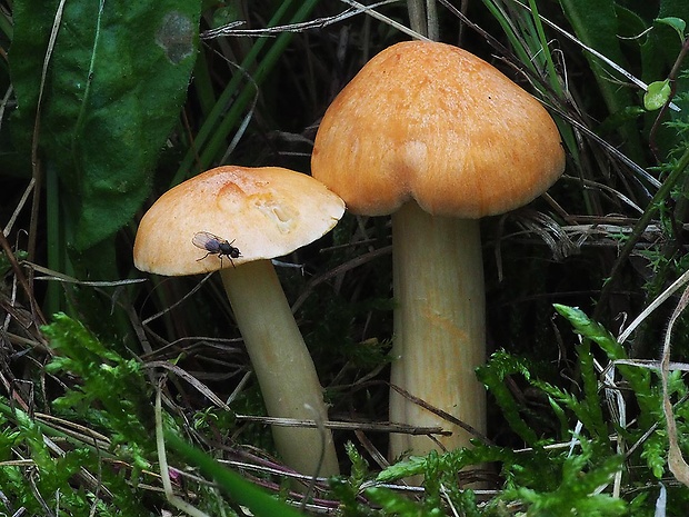 lúčnica statná Cuphophyllus pratensis (Fr.) Bon