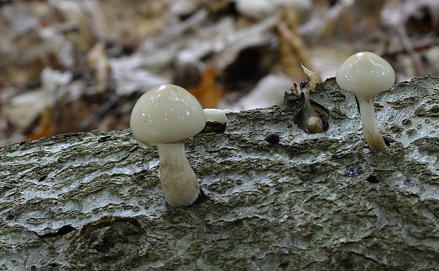 sliznačka obyčajná Mucidula mucida (Schrad.) Pat.