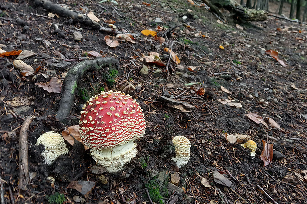 muchotrávka červená Amanita muscaria (L.) Lam.