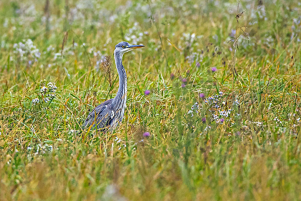 volavka popolavá  Ardea cinerea