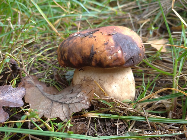 hríb bronzový Boletus aereus Bull. ex Fr.