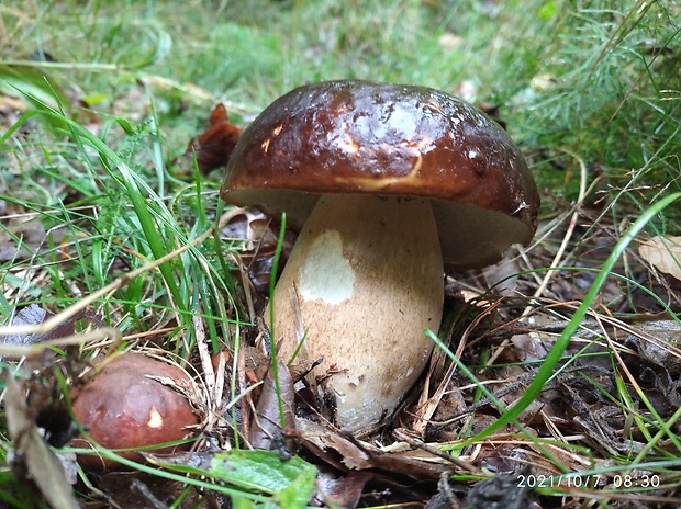 hríb bronzový Boletus aereus Bull. ex Fr.