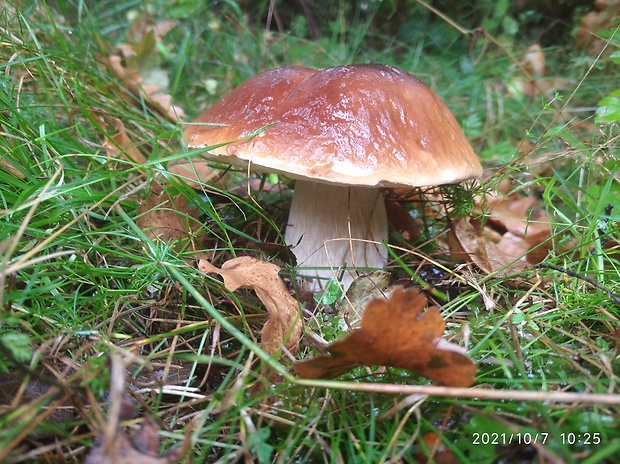 hríb smrekový Boletus edulis Bull.