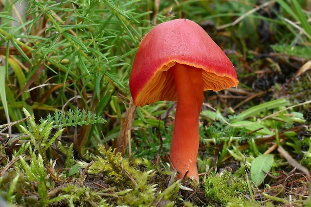 lúčnica šarlátová Hygrocybe coccinea (Schaeff.) P. Kumm.