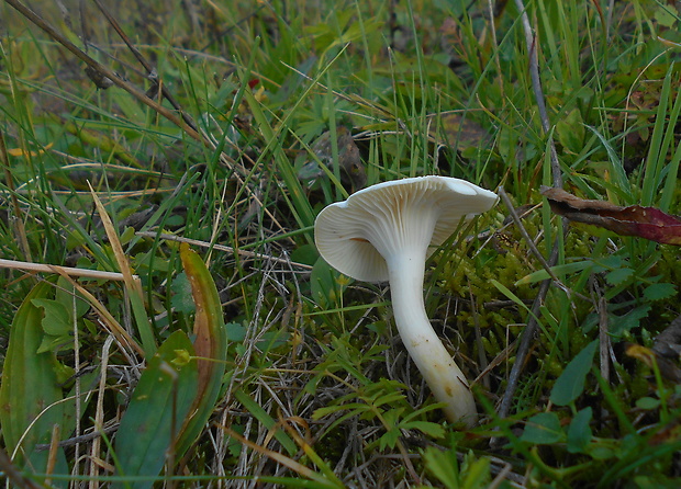 lúčnica statná bledá Hygrocybe pratensis var. pallida (Cooke) Arnolds