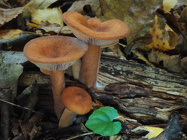 rýdzik matný Lactarius tabidus Fr.