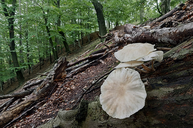 sliznačka obyčajná Mucidula mucida (Schrad.) Pat.