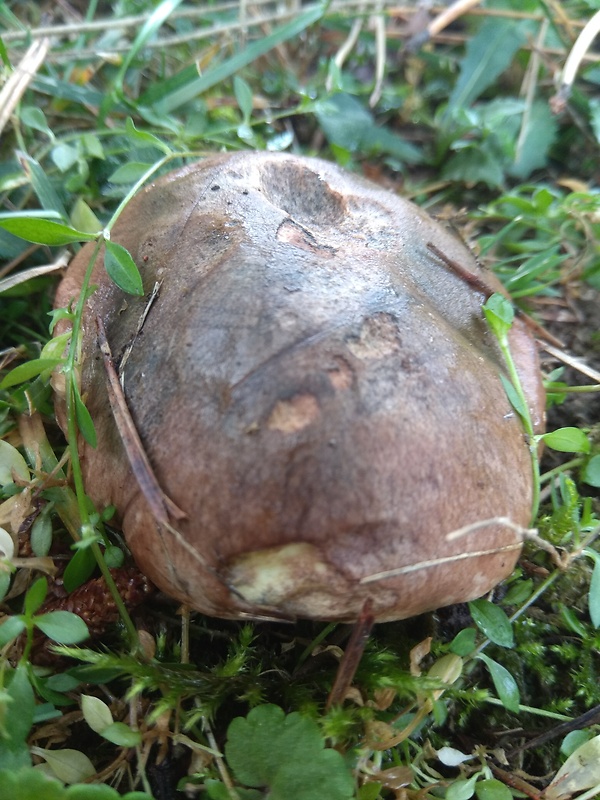 masliak kopcový Suillus collinitus (Fr.) Kuntze