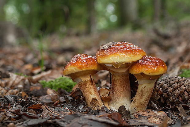 masliak smrekovcový Suillus grevillei (Klotzsch) Singer